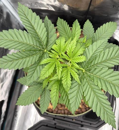 Mystery Grow / Living Soil. Week 3