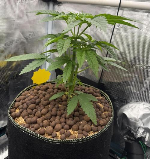Mystery Grow / Living Soil. Week 3