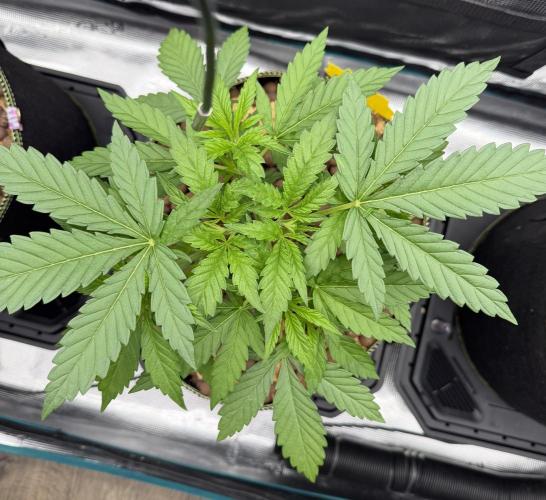 Mystery Grow / Living Soil. Week 3