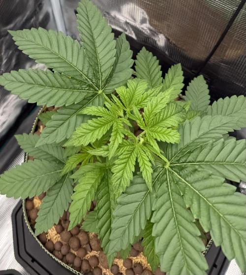 Mystery Grow / Living Soil. Week 3