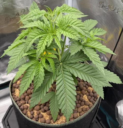 Mystery Grow / Living Soil. Week 3