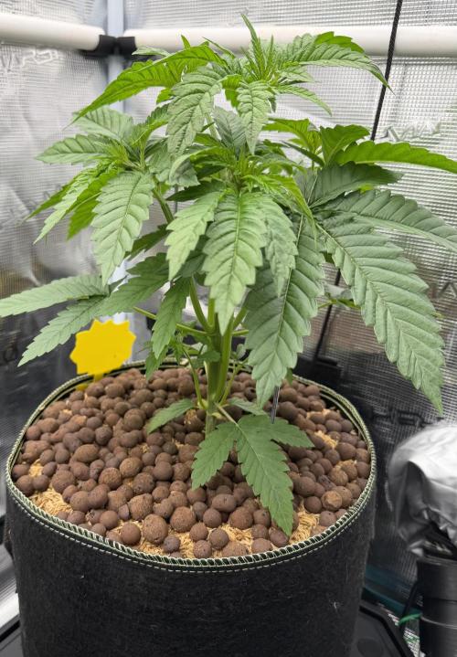 Mystery Grow / Living Soil. Week 3