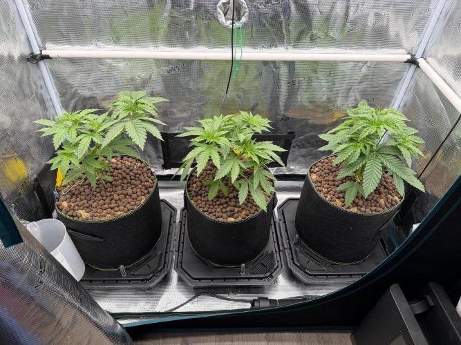 Mystery Grow / Living Soil. Week 3