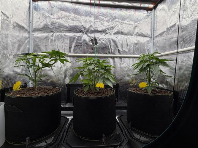 Mystery Grow / Living Soil. Week 3