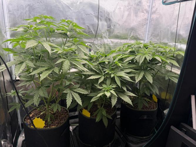 Mystery Grow / Living Soil. Week 4
