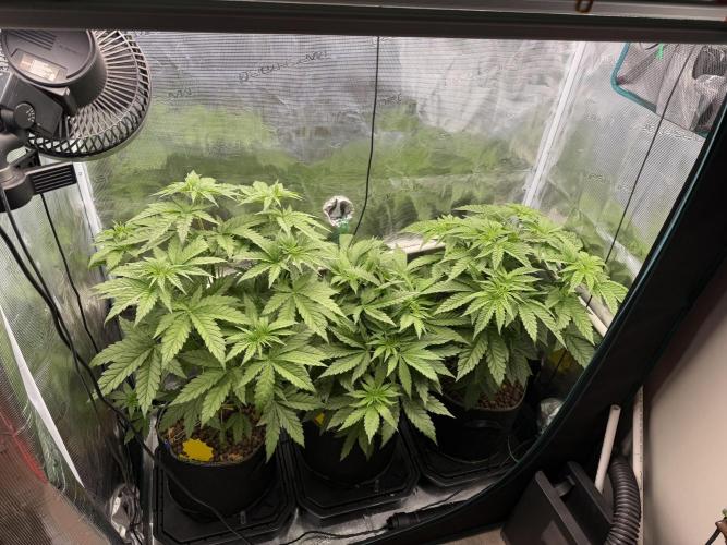 Mystery Grow / Living Soil. Week 4