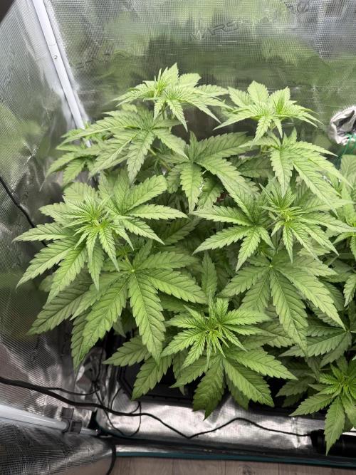 Mystery Grow / Living Soil. Week 4