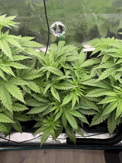 Mystery Grow / Living Soil. Week 4