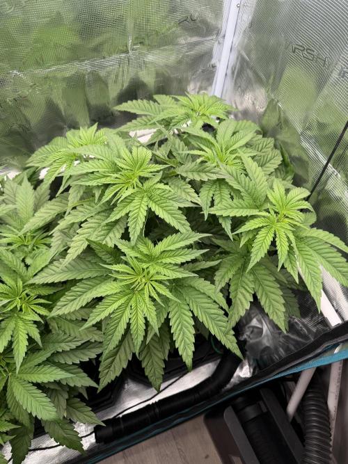 Mystery Grow / Living Soil. Week 4