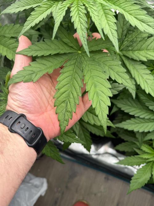 Mystery Grow / Living Soil. Week 4