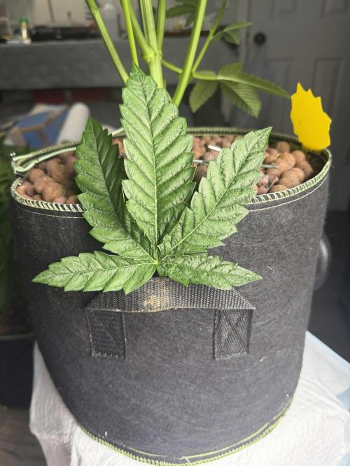 Mystery Grow / Living Soil. Week 4