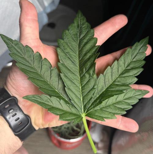 Mystery Grow / Living Soil. Week 4
