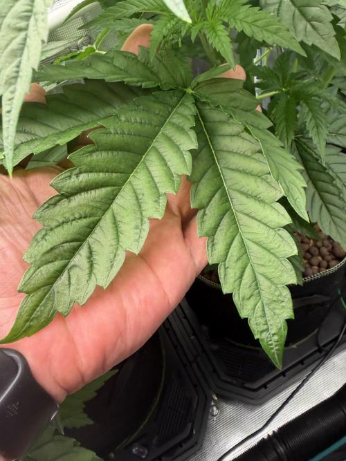 Mystery Grow / Living Soil. Week 4