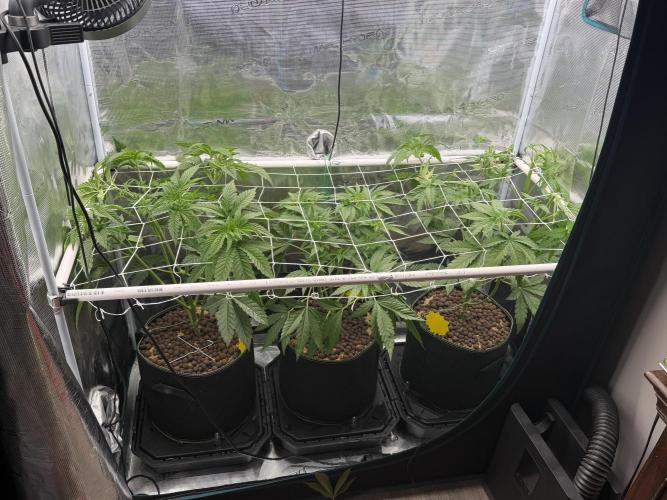 Mystery Grow / Living Soil. Week 4