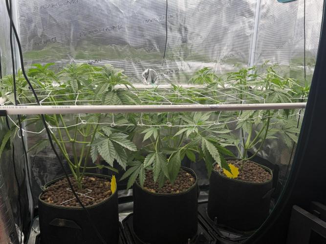 Mystery Grow / Living Soil. Week 4