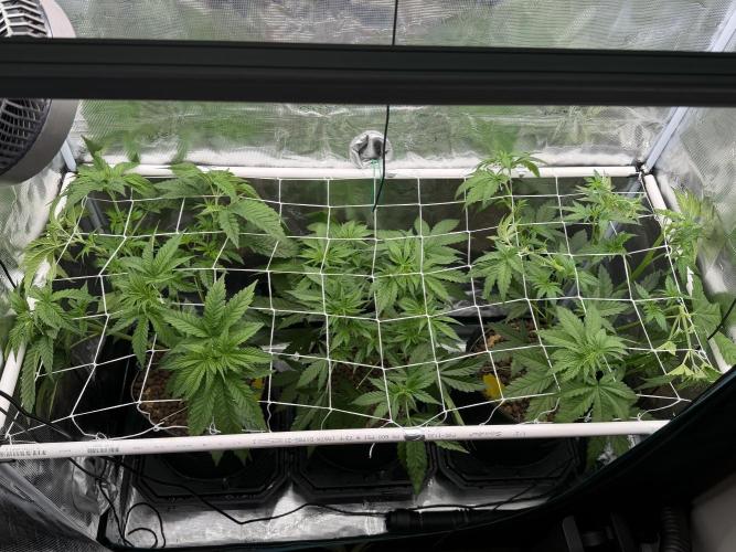 Mystery Grow / Living Soil. Week 4