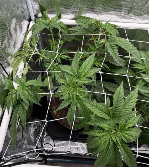 Mystery Grow / Living Soil. Week 4