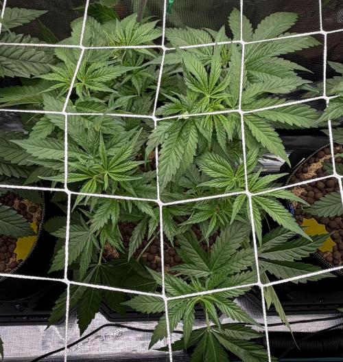 Mystery Grow / Living Soil. Week 4