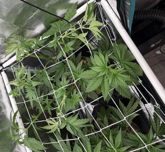 Mystery Grow / Living Soil. Week 4