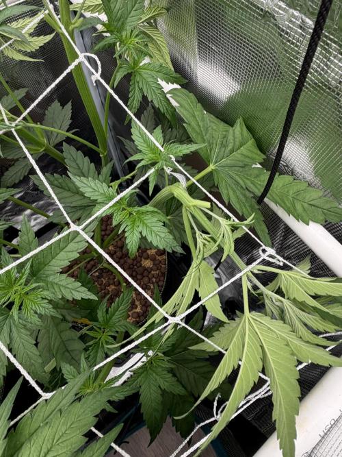 Mystery Grow / Living Soil. Week 4