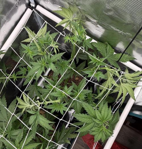 Mystery Grow / Living Soil. Week 4