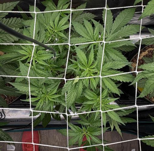Mystery Grow / Living Soil. Week 4