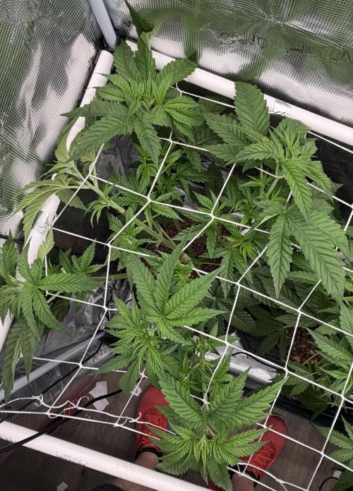 Mystery Grow / Living Soil. Week 4
