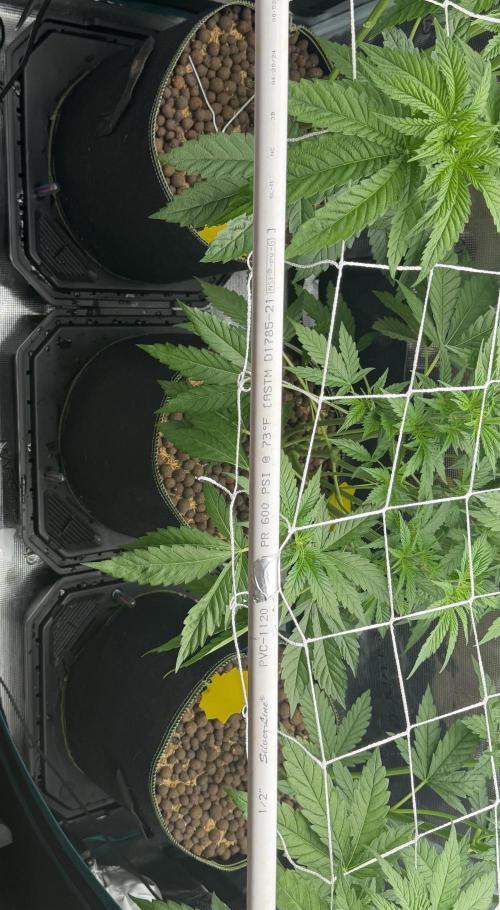 Mystery Grow / Living Soil. Week 4