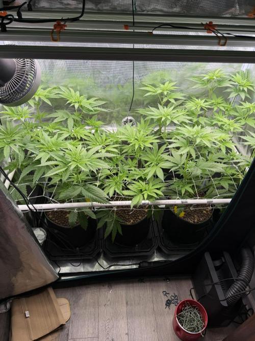 Mystery Grow / Living Soil. Week 5