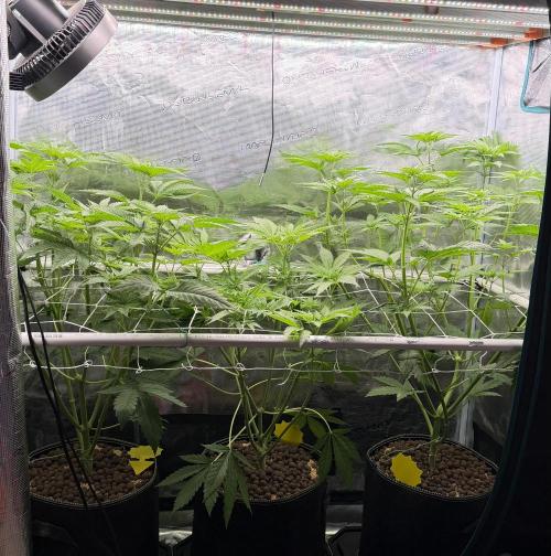 Mystery Grow / Living Soil. Week 5