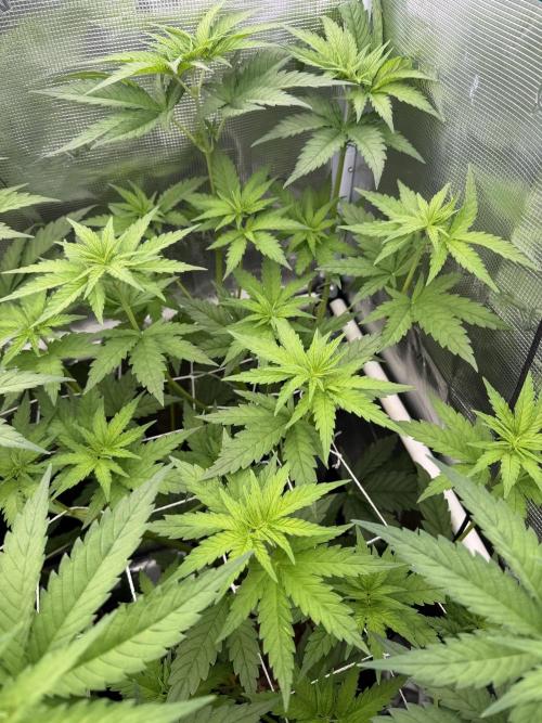 Mystery Grow / Living Soil. Week 5