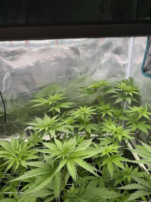 Mystery Grow / Living Soil. Week 5