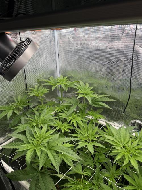 Mystery Grow / Living Soil. Week 5