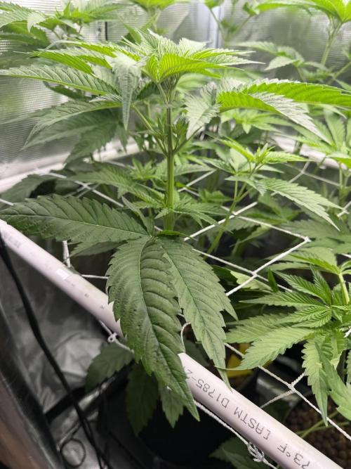 Mystery Grow / Living Soil. Week 5