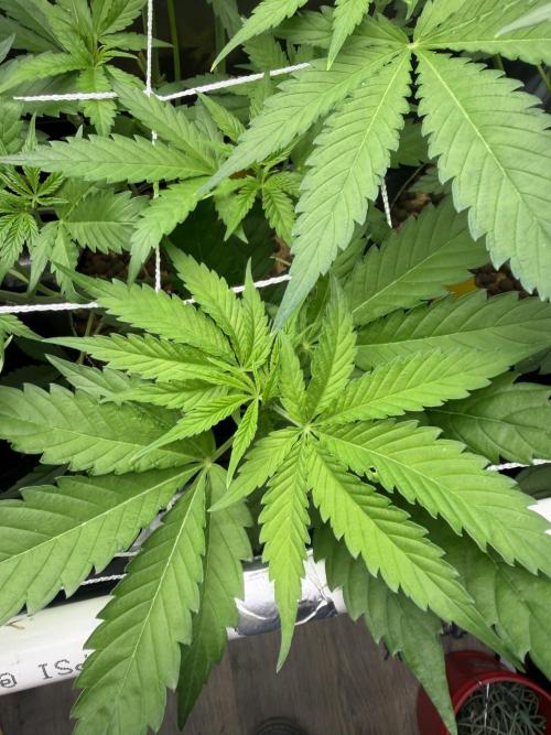 Mystery Grow / Living Soil. Week 5