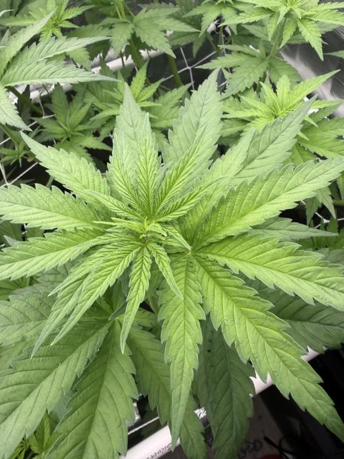 Mystery Grow / Living Soil. Week 5