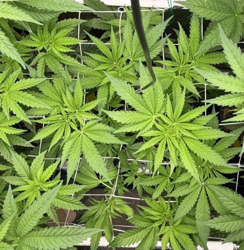 Mystery Grow / Living Soil. Week 5