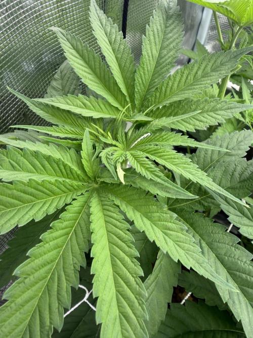 Mystery Grow / Living Soil. Week 5