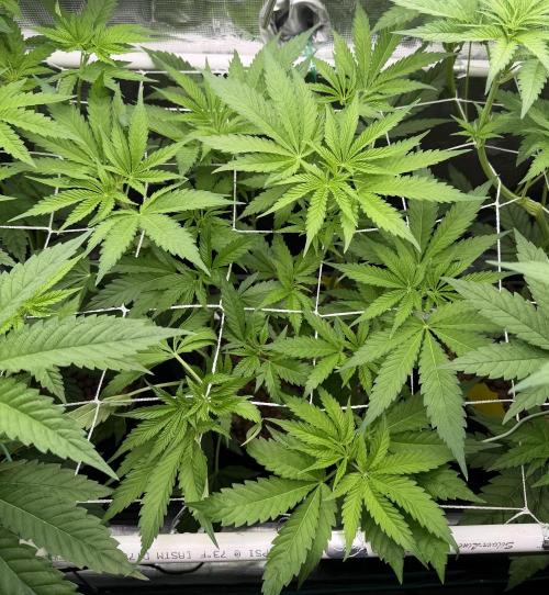 Mystery Grow / Living Soil. Week 5