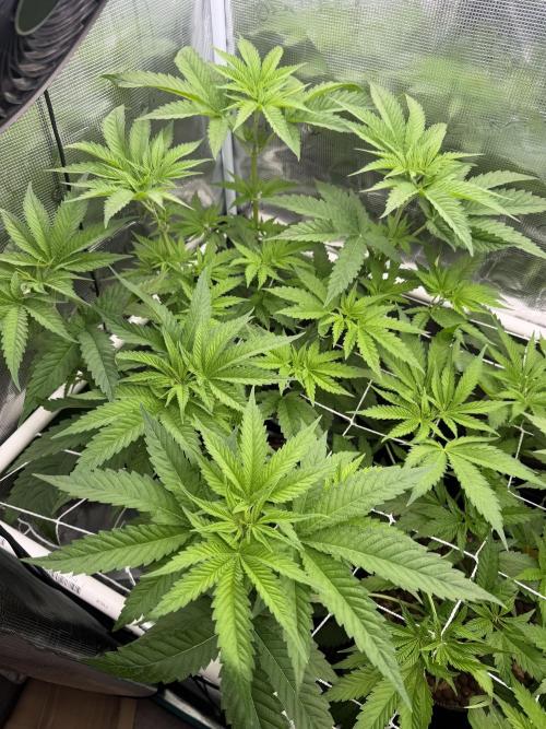 Mystery Grow / Living Soil. Week 5