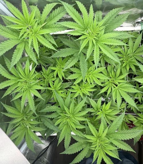 Mystery Grow / Living Soil. Week 5