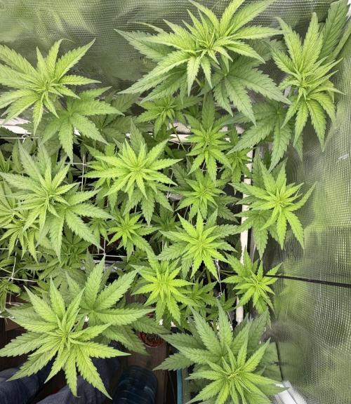 Mystery Grow / Living Soil. Week 5