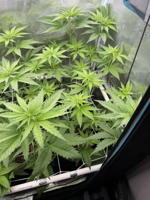 Mystery Grow / Living Soil. Week 5