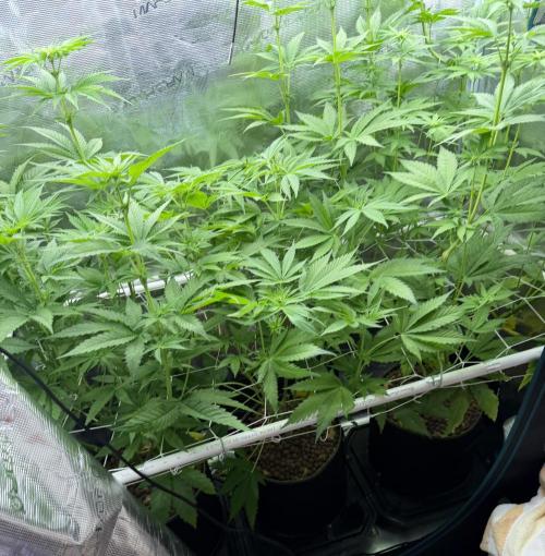 Mystery Grow / Living Soil. Week 6