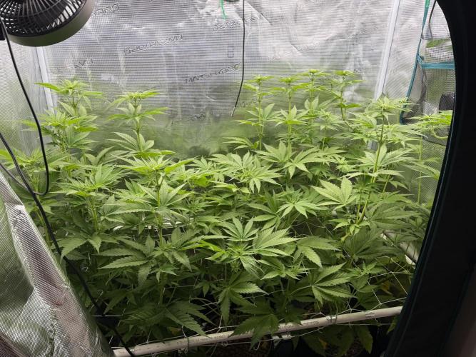 Mystery Grow / Living Soil. Week 6