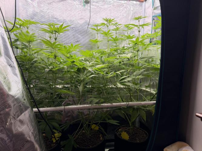Mystery Grow / Living Soil. Week 6