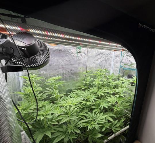 Mystery Grow / Living Soil. Week 6