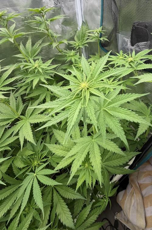 Mystery Grow / Living Soil. Week 6