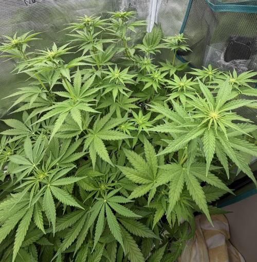 Mystery Grow / Living Soil. Week 6