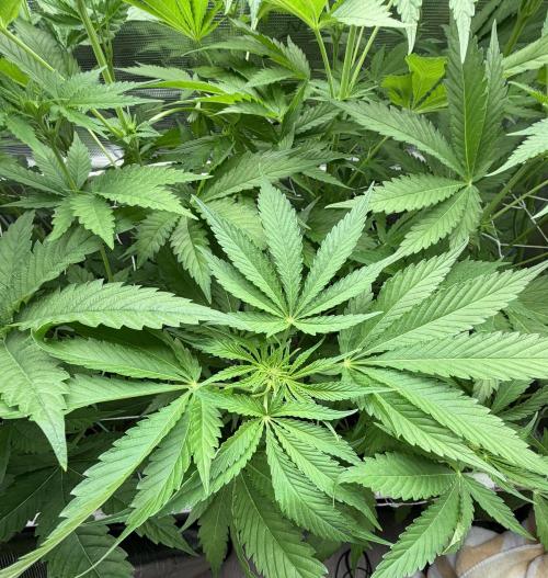 Mystery Grow / Living Soil. Week 6